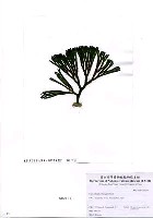 藏品(Codium fragile (Suringar) Hariot)的圖片